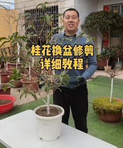 桂花换了盆怎么不长
