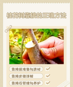 桂花树靠什么繁殖 桂花树靠什么繁殖