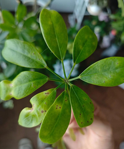 鸭脚木叶子红点什么病