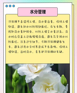 怎么给洋桔梗浇水 怎么给洋桔梗浇水