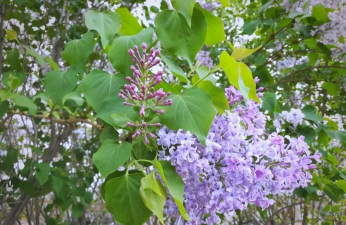 丁香叶子是什么样子