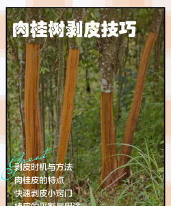 怎么让树爆皮