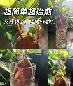 红薯花怎么水养