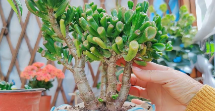 养花小娇娘 养花小娇娘