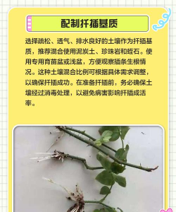 扶桑如何繁殖