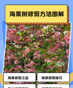 如何修剪海棠树