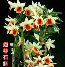 黑毛石斛怎么种植