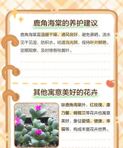 鹿角海棠的花语是什么