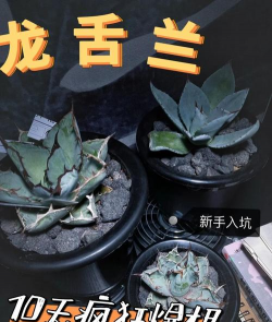 发根的花发什么发根