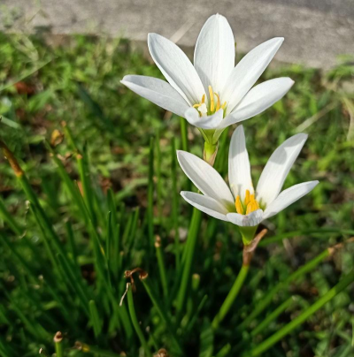 葱兰用什么盆栽好 葱兰用什么盆栽好