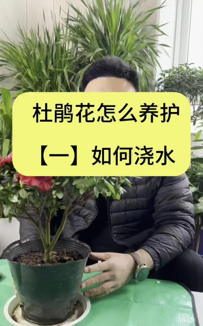 杜鹃花怎么喷