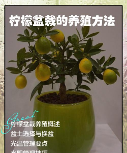 柠檬籽盆栽怎么养 柠檬籽盆栽怎么养
