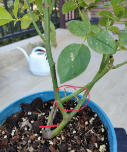 什么叫交叉枝重叠枝