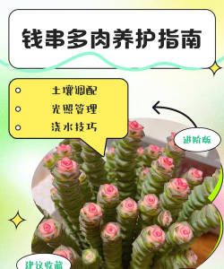 钱串怎么施肥最好