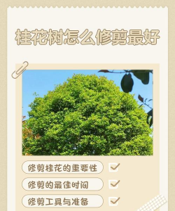 秋天桂花徒长怎么修剪 秋天桂花徒长怎么修剪