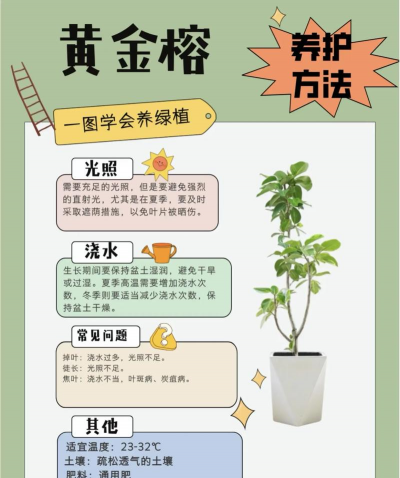 榕树怎么养最好养