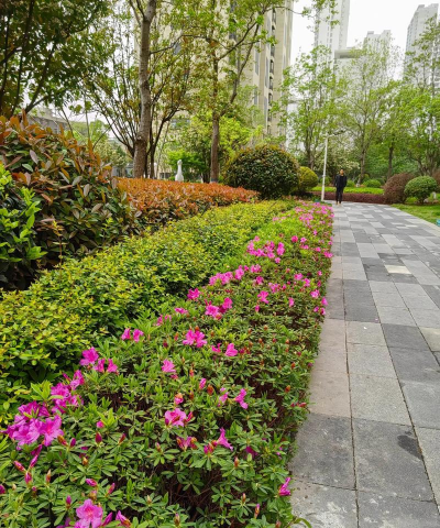 小区绿化养花