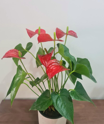 红掌的嫩叶什么颜色