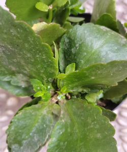 长寿花为什么叶子烂了