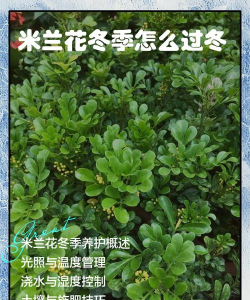 米兰过冬后怎么养