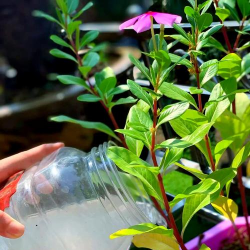 水里泡的花用什么肥