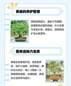 如何使黄杨发芽