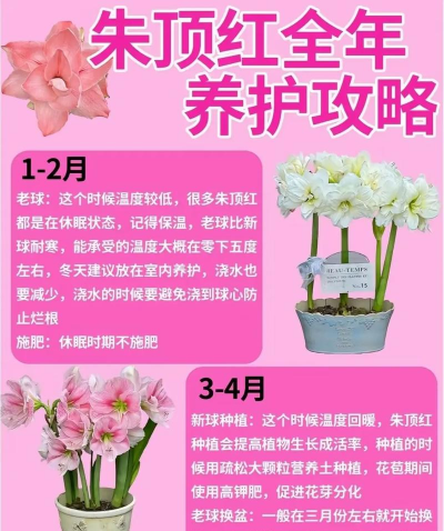 朱顶红秋季怎么养护