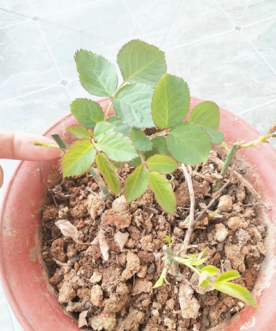 玫瑰如何缓苗