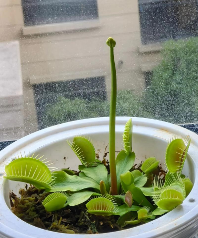 用什么种捕蝇草