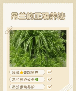 老品种吊兰怎么养