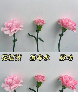 康乃馨如何开花