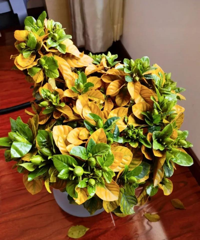 什么花的叶子会掉光