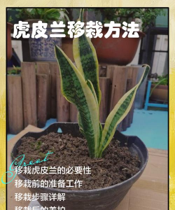 如何移植兰花 如何移植兰花