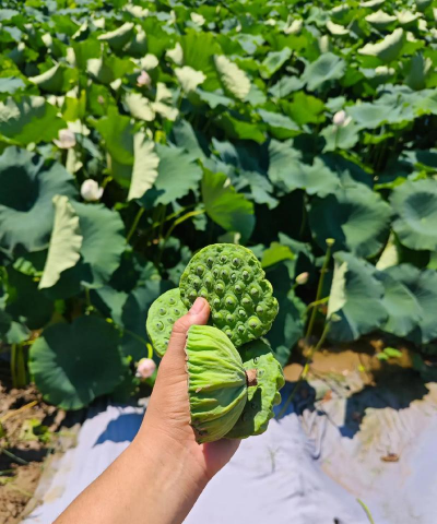 莲蓬果叫什么名字