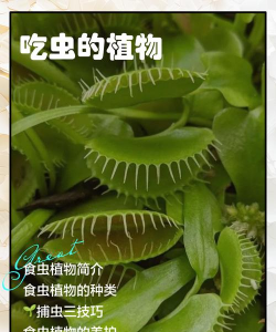 吃虫子的植物是什么