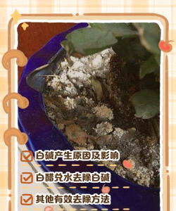 盆栽土壤潮湿怎么处理 盆栽土壤潮湿怎么处理