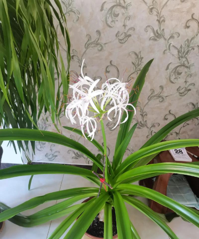 文殊兰什么季节种植