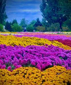 花海种什么花最好看 花海种什么花最好看