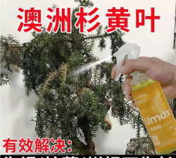 澳洲杉盆景用什么肥