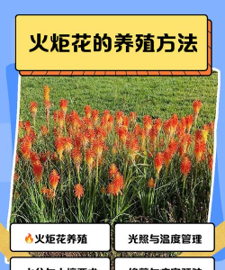 中火炬花怎么养
