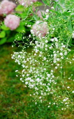 满天星什么科属