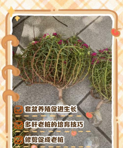 太阳花怎么续盆