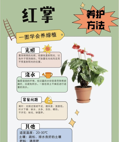 红掌要怎么种植 红掌要怎么种植