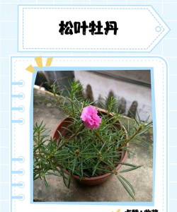 松叶能养花 松叶能养花