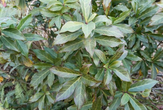 叶子连着长是什么植物