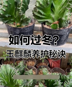 玉麒麟植物怎么施肥