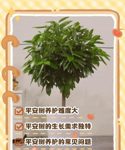 平安树为什么不好养