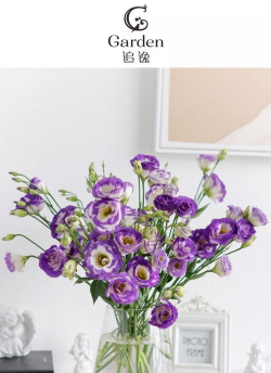 紫边花叫什么花