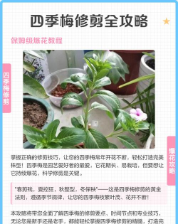 四季梅如何修剪