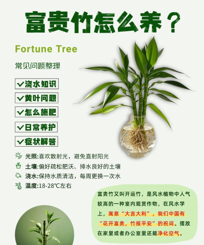 富贵竹如何种植